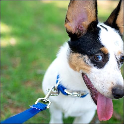 Country Brook Petz - Premium Nylon Dog Collar with Metal Buckle for Small Medium Large Breeds - 30+ Colors (Extra Large, 1 Inch, Bright Royal Blue)