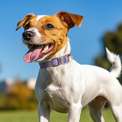 QQPETS Reflective Dog Collar with Metal Buckle Adjustable Nylon Collars Gift for Small Medium Large Boys Girls Dogs