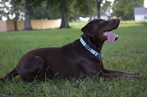 Martingale Dog Collar - Heavy Duty Nylon Adjustable Martingale Dog Collar with Plastic Buckle for Small Medium Large Breeds - 30+ Colors (3/4 Inch, Small, Ocean Blue)