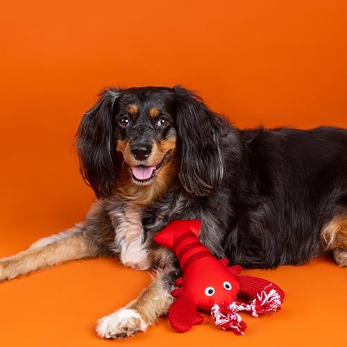 Fringe Studio Floating Dog Toy with Rope Feeling Claw-Some, Pet Shop Collection (640027)