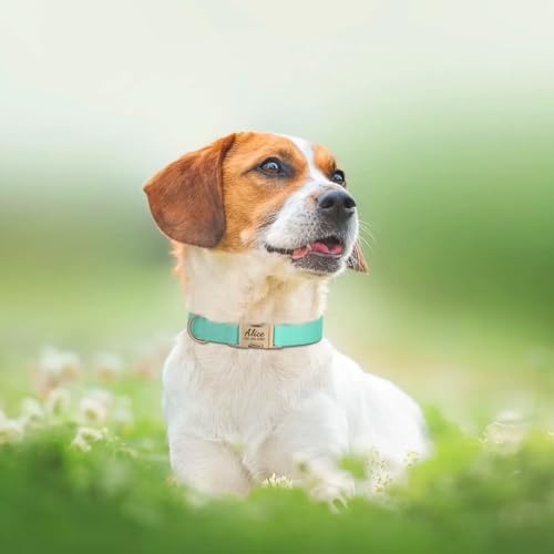 PET ARTIST Personalized Dog Collars, Custom Dog Collar with Engraved Silent Name Tag, Gold Quick Released Buckle & Soft Nylon Padded, Elegant Colors & Matching Leash for Small Dogs,Mint,L Fit 16-27"