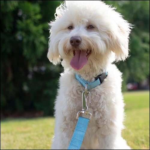 Country Brook Petz - Everyday Nylon Dog Collar for Large, Medium, and Small Dogs and Puppies - for Everyday Use in 30+ Colors (Extra Large, 1 Inch Wide, Ocean Blue)