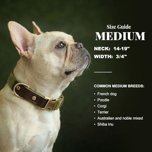 Personalized Dog Collars, Quick Release Buckle, Olive Green,M