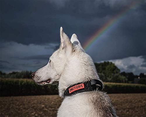 OneTigris Heavy Duty Dog Collar for Medium Dogs with Traffic Handle Black M