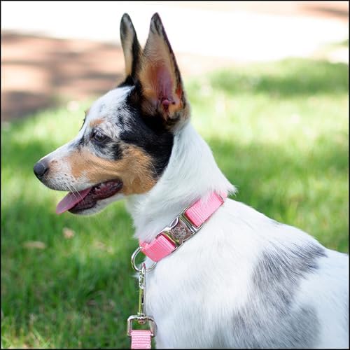 Country Brook Petz - Premium Nylon Dog Collar with Metal Buckle for Small Medium Large Breeds - 30+ Colors (Small, 3/4 Inch, Pink)