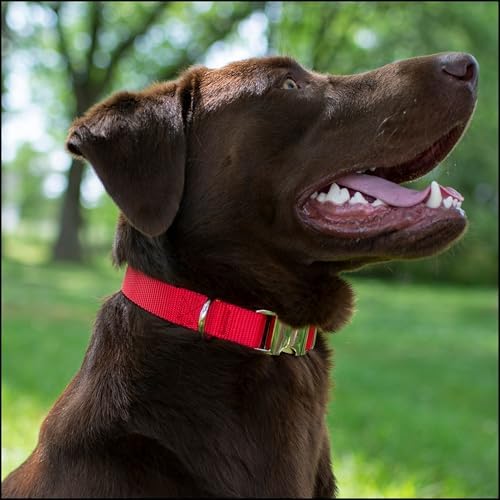 Country Brook Petz - Premium Nylon Dog Collar with Metal Buckle for Small Medium Large Breeds - 30+ Colors (Medium, 3/4 Inch, Bright Red)