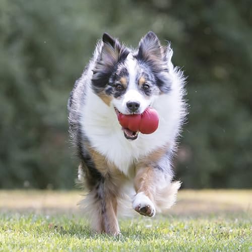 KONG Classic Stuffable Dog Toy, Natural Rubber Chew, for Medium Dogs