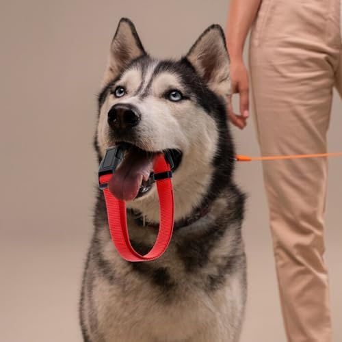 20 Pcs Adjustable Dog Collar 10 Colors Nylon Pet Collar Soft Neoprene Padded Collar with Buckle Heavy Duty Medium Dog Collars for Medium Dogs(Dark Color, Large)