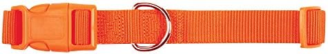 Zack & Zoey ⅜" Wide Nylon Dog Collar, Fits Necks 6" to 10", Orange