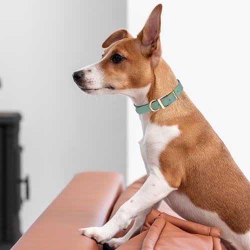 Viper Biothane Heavy Duty Waterproof Dog Collar Strong Coated Nylon Webbing w/Solid Brass Hardware Odor-Proof Easy to Clean High Performance Fits Small Medium or Large Dogs, Sage Green