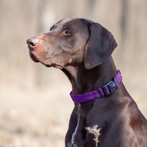 Dogline Purple Nylon Collar (W: 5/8" L: 11"-16")