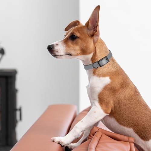 Dogline Biothane Waterproof Dog Collar Strong Coated Nylon Webbing with Black Hardware Odor- Proof for Easy Care Easy to Clean High Performance Fits Small Medium or Large Dogs, Battleship Gray