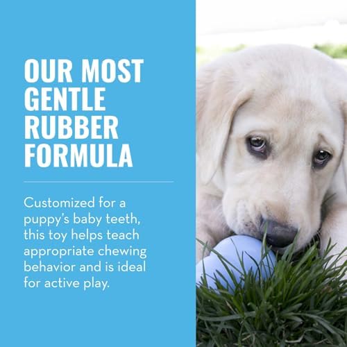 KONG - Puppy Toy - Natural Teething Rubber - Fun to Chew, Chase and Fetch (Colors May Vary) (Pack of 3)