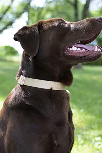 Martingale Dog Collar - Heavy Duty Nylon Adjustable Martingale Dog Collar with Plastic Buckle for Small Medium Large Breeds - 30+ Colors (5/8 Inch, Extra Small, Copper Gold)