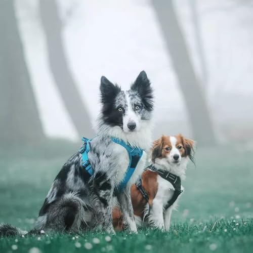 TRUE LOVE Adjustable No-Pull Dog Harness Reflective Vest, Blue, S