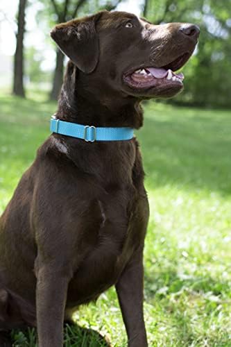 Martingale Dog Collar - Heavy Duty Nylon Adjustable Martingale Dog Collar with Plastic Buckle for Small Medium Large Breeds - 30+ Colors (3/4 Inch, Small, Ice Blue)