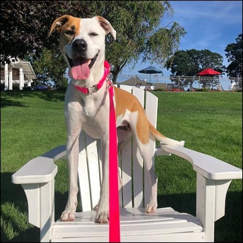 Country Brook Petz - Premium Nylon Dog Collar with Metal Buckle for Small Medium Large Breeds - 30+ Colors (Large, 1 Inch, Hot Pink)