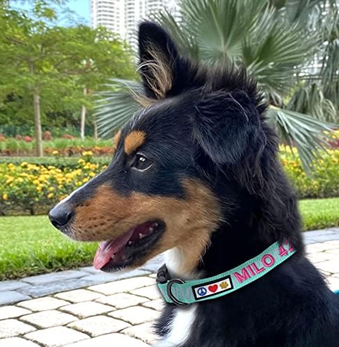 Pawtitas Reflective Dog Collar - Personalized Name & Phone Number, Adjustable for Extra Small & Small Dogs, Teal