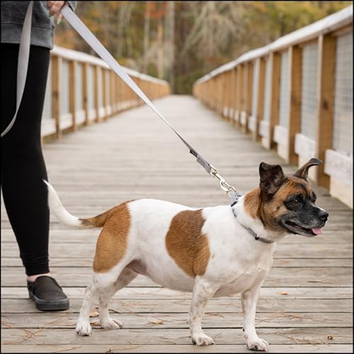 Country Brook Petz - Everyday Nylon Dog Collar for Large, Medium, and Small Dogs and Puppies - for Everyday Use in 30+ Colors (Extra Small, 3/8 Inch Wide, Silver)