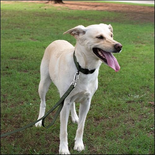 Country Brook Petz - Premium Nylon Dog Collar with Metal Buckle for Small Medium Large Breeds - 30+ Colors (Small, 3/4 Inch, Dark Olive Drab)