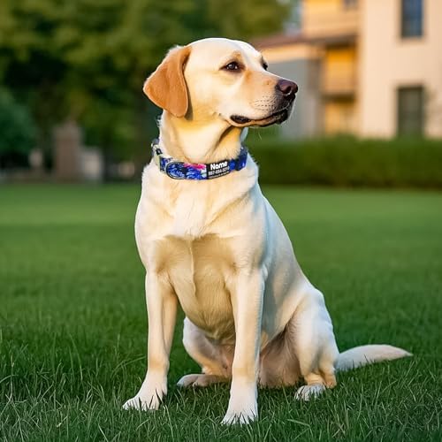 Engraved Personalized Dog Collar with Name Plate - Customized with ID Tag and Phone Number - 6 Styles for Boys, Girls, Male, Female, Puppies - Thin, Fancy Basic Collar (X-Large)