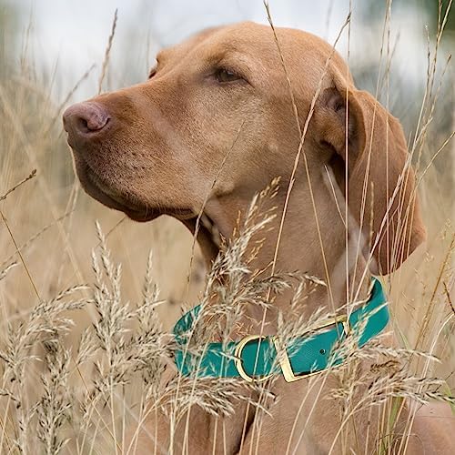 Viper Biothane Heavy Duty Waterproof Dog Collar Strong Coated Nylon Webbing w/Solid Brass Hardware Odor-Proof Easy to Clean High Performance Fits Small Medium or Large Dogs, Blue Aqua