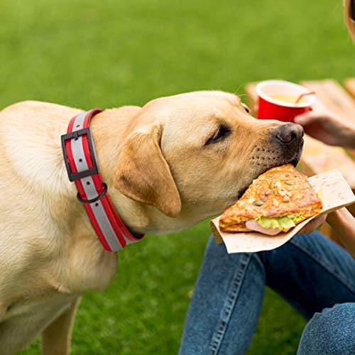 Dogline Biothane Translucent Reflective Waterproof Dog Collar Strong Coated Nylon Webbing with Black Hardware Odor- Proof for Easy Care Clean Fits Small Medium or Large Dogs - Red 3/4" W x 12"-15" L