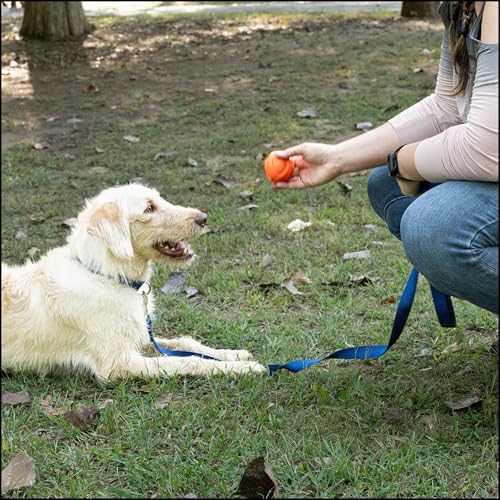 Country Brook Petz - Everyday Nylon Dog Collar for Large, Medium, and Small Dogs and Puppies - for Everyday Use in 30+ Colors (Medium, 3/4 Inch Wide, Royal Blue)