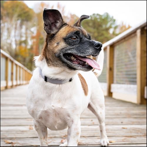 Country Brook Petz - Everyday Nylon Dog Collar for Large, Medium, and Small Dogs and Puppies - for Everyday Use in 30+ Colors (Extra Small, 3/8 Inch Wide, Silver)