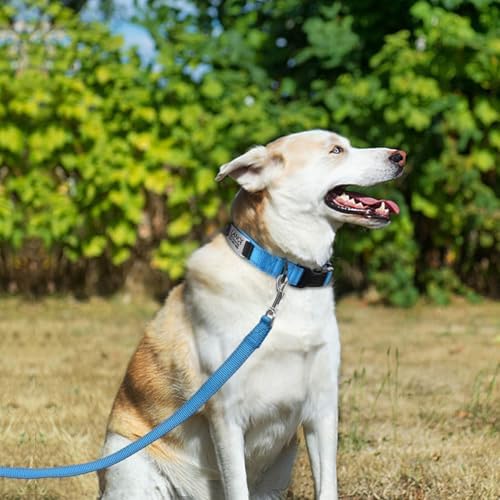 Joytale Personalized Dog Collar with Name Plate Built-in for Large Dogs