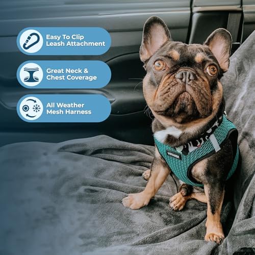 Best Pet Supplies Voyager Step-in Air All Weather Mesh Harness and Reflective Dog 5ft Leash Combo with Neoprene Handle, for Small, Medium and Large Breed Puppies - Turquoise 2-Tone, Large