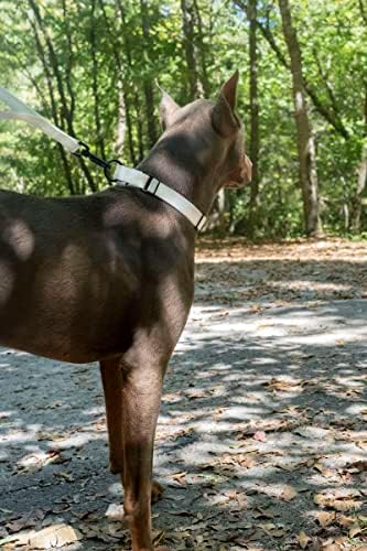 Martingale Dog Collar - Heavy Duty Nylon Adjustable Martingale Dog Collar with Plastic Buckle for Small Medium Large Breeds - 30+ Colors (1 Inch, Medium, White)