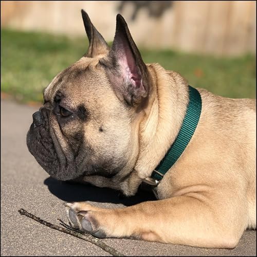 Country Brook Petz - Premium Nylon Dog Collar with Metal Buckle for Small Medium Large Breeds - 30+ Colors (Small, 3/4 Inch, Green)