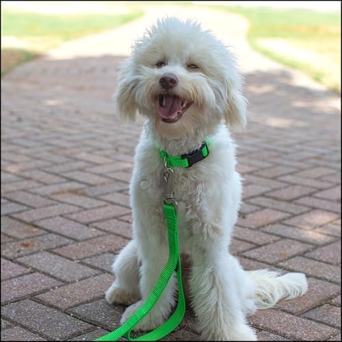 Country Brook Petz - Everyday Nylon Dog Collar for Large, Medium, and Small Dogs and Puppies - for Everyday Use in 30+ Colors (Extra Small, 3/8 Inch Wide, Hot Lime Green)