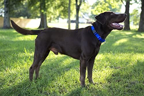 Martingale Dog Collar - Heavy Duty Nylon Adjustable Martingale Dog Collar with Plastic Buckle for Small Medium Large Breeds - 30+ Colors (3/4 Inch, Small, Bright Royal Blue)