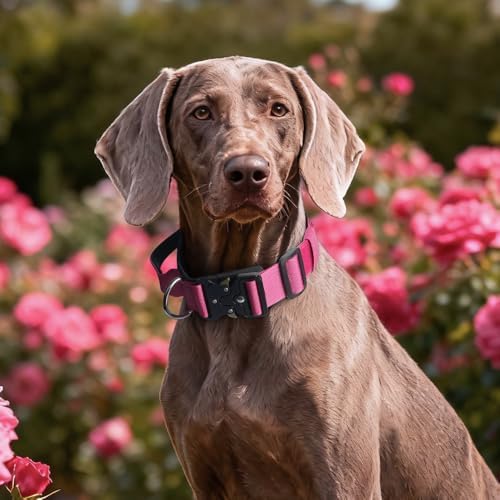 Tactical Dog Collar with Handl (Rose Red, M)