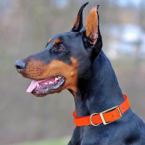 Viper Biothane Heavy Duty Waterproof Dog Collar Strong Coated Nylon Webbing w/Solid Brass Hardware Odor-Proof Easy to Clean High Performance Fits Small Medium or Large Dogs, Hunter Orange