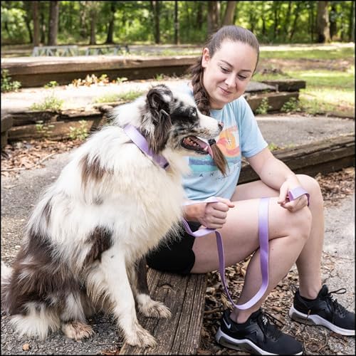 Country Brook Petz - Everyday Nylon Dog Collar for Large, Medium, and Small Dogs and Puppies - for Everyday Use in 30+ Colors (3XS, 3/8 Inch Wide, Lavender)