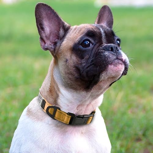 Joytale Personalized Dog Collar with Name Plate Built-in for Small Dogs