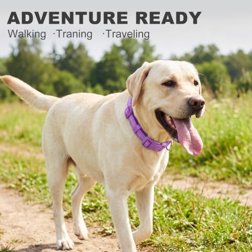 azuza Reflective Dog Collar, Neoprene Padded Large Dog Collar, Purple, L