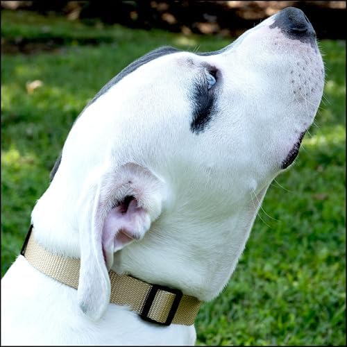Country Brook Petz - Everyday Nylon Dog Collar for Large, Medium, and Small Dogs and Puppies - for Everyday Use in 30+ Colors (Extra Large, 1 Inch Wide, Copper Gold)