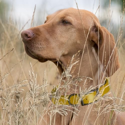 Dogline Biothane Waterproof Dog Collar Strong Coated Nylon Webbing with Black Hardware Odor- Proof for Easy Care Easy to Clean High Performance Fits Small Medium or Large Dogs, Treasure Gold