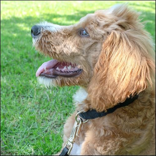 Country Brook Petz - Premium Nylon Dog Collar with Metal Buckle for Small Medium Large Breeds - 30+ Colors (Extra Large, 1 Inch, Black)