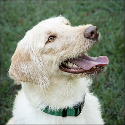 Country Brook Petz - Everyday Nylon Dog Collar for Large, Medium, and Small Dogs and Puppies - for Everyday Use in 30+ Colors (Extra Large, 1 Inch Wide, Christmas Green)