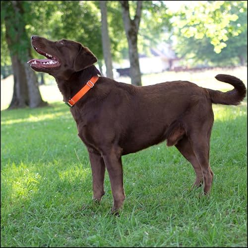 Country Brook Petz - Premium Nylon Dog Collar with Metal Buckle for Small Medium Large Breeds - 30+ Colors (Small, 3/4 Inch, Orange)