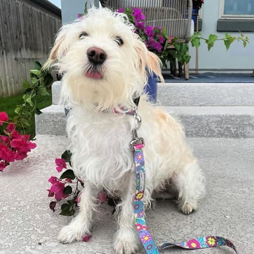 Lucky Love Dog Collar and Leash Set Matching Cute – Caroline, X-Large