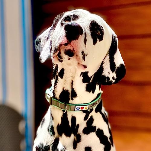 Pawtitas Personalized Reflective Padded Dog Collar with Name Phone Number - Adjustable Customized Orange Medium Dog Collar