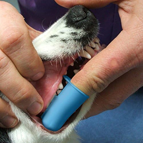Pet Republique Enzymatic Dog Toothpaste Kit with Finger Toothbrushes Cats and Dogs Dental Cleaning Kit - 3.5 oz Beef Flavor Toothpaste, 3 Silicon Finger Toothbrushes, 1 Mini Handle Toothbrush