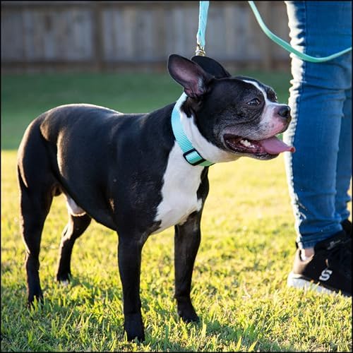 Country Brook Petz - Everyday Nylon Dog Collar for Large, Medium, and Small Dogs and Puppies - for Everyday Use in 30+ Colors (Small, 3/4 Inch Wide, Light Cyan)