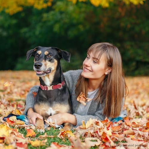 Reflective Dog Collar with Metal Buckle for Dogs Night Walking
